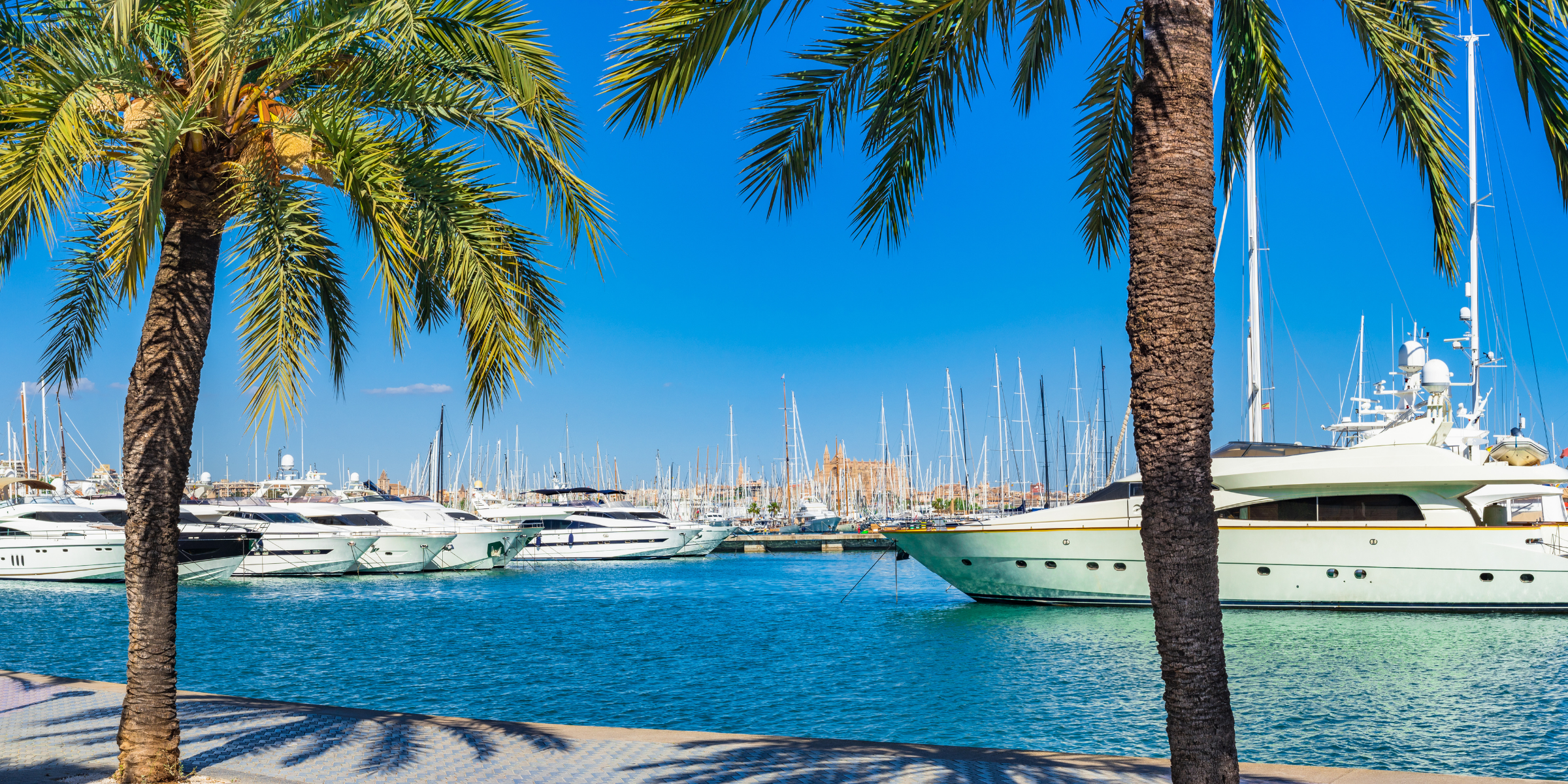 image of yachts in marina with palm trees